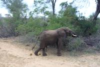 Krüger Nationalpark &ndash; &copy; Claudia Kleber (Eberhardt TRAVEL)