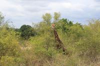 Krüger Nationalpark &ndash; &copy; Claudia Kleber (Eberhardt TRAVEL)