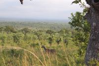 Krüger Nationalpark &ndash; &copy; Claudia Kleber (Eberhardt TRAVEL)