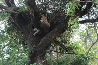 Krüger Nationalpark &ndash; &copy; Claudia Kleber (Eberhardt TRAVEL)