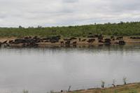 Krüger Nationalpark