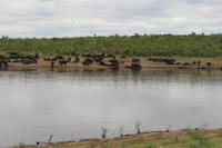 Krüger Nationalpark &ndash; &copy; Claudia Kleber (Eberhardt TRAVEL)