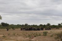 Krüger Nationalpark &ndash; &copy; Claudia Kleber (Eberhardt TRAVEL)