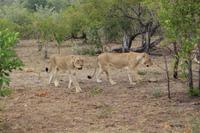 Krüger Nationalpark &ndash; &copy; Claudia Kleber (Eberhardt TRAVEL)