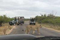 Krüger Nationalpark &ndash; &copy; Claudia Kleber (Eberhardt TRAVEL)