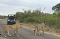 Krüger Nationalpark &ndash; &copy; Claudia Kleber (Eberhardt TRAVEL)