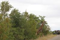 Krüger Nationalpark &ndash; &copy; Claudia Kleber (Eberhardt TRAVEL)