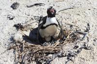 Boulders Bay &ndash; &copy; Claudia Kleber (Eberhardt TRAVEL)