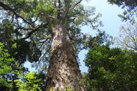 Big Tree &ndash; &copy; Claudia Kleber (Eberhardt TRAVEL)