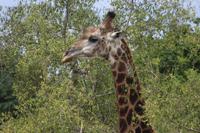 Krüger Nationalpark &ndash; &copy; Claudia Kleber (Eberhardt TRAVEL)