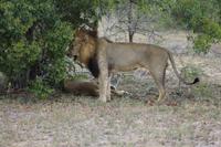Krüger Nationalpark &ndash; &copy; Claudia Kleber (Eberhardt TRAVEL)