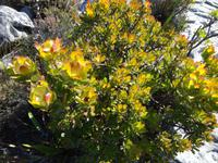 Protea &ndash; &copy; Elisabeth Fox-Maerki (Eberhardt TRAVEL)