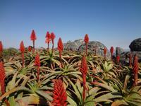 Protea &ndash; &copy; Elisabeth Fox-Maerki (Eberhardt TRAVEL)