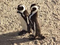 Ich bin schon 4, willst Du mich heiraten ? &ndash; &copy; Elisabeth Fox-Maerki (Eberhardt TRAVEL)