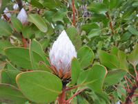 Protea &ndash; &copy; Elisabeth Fox-Maerki (Eberhardt TRAVEL)