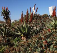 Aloe Verox &ndash; &copy; Elisabeth Fox-Maerki (Eberhardt TRAVEL)