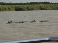 Hippos &ndash; &copy; Elisabeth Fox-Maerki (Eberhardt TRAVEL)