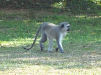 Meerkatze &ndash; &copy; Elisabeth Fox-Maerki (Eberhardt TRAVEL)
