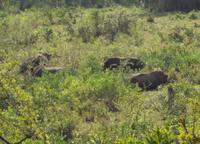 hier sind sie.....die Breitmaul Nashoerner &ndash; &copy; Elisabeth Fox-Maerki (Eberhardt TRAVEL)