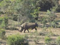 Nashorn &ndash; &copy; Elisabeth Fox-Maerki (Eberhardt TRAVEL)