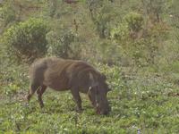 Warzenschwein &ndash; &copy; Elisabeth Fox-Maerki (Eberhardt TRAVEL)