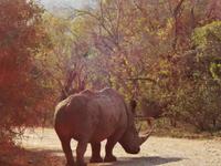 Nashorn &ndash; &copy; Elisabeth Fox-Maerki (Eberhardt TRAVEL)