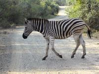 ein Zebrastreifen &ndash; &copy; Elisabeth Fox-Maerki (Eberhardt TRAVEL)