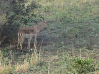 Impala &ndash; &copy; Elisabeth Fox-Maerki (Eberhardt TRAVEL)