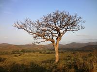 Amarula Baum  &ndash; &copy; Elisabeth Fox-Maerki (Eberhardt TRAVEL)