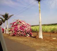 Bougainvillea &ndash; &copy; Elisabeth Fox-Maerki (Eberhardt TRAVEL)