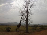 Giraffe.......aus Stahl &ndash; &copy; Elisabeth Fox-Maerki (Eberhardt TRAVEL)