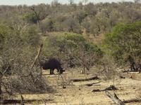 Nashorn &ndash; &copy; Elisabeth Fox-Maerki (Eberhardt TRAVEL)