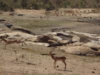 oh, so viele Impalas &ndash; &copy; Elisabeth Fox-Maerki (Eberhardt TRAVEL)