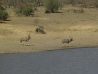 Gnus  &ndash; &copy; Elisabeth Fox-Maerki (Eberhardt TRAVEL)