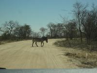 hop im Trott &ndash; &copy; Elisabeth Fox-Maerki (Eberhardt TRAVEL)
