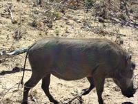 Warzenschwein &ndash; &copy; Elisabeth Fox-Maerki (Eberhardt TRAVEL)