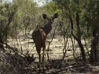 Impala Dame  &ndash; &copy; Elisabeth Fox-Maerki (Eberhardt TRAVEL)