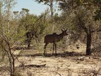 ein Kudu &ndash; &copy; Elisabeth Fox-Maerki (Eberhardt TRAVEL)