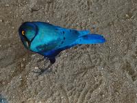 Weshalb heiss ich Glanzstar ?  &ndash; &copy; Elisabeth Fox-Maerki (Eberhardt TRAVEL)