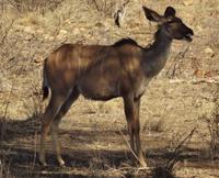 wo ist meine Mami &ndash; &copy; Elisabeth Fox-Maerki (Eberhardt TRAVEL)