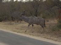 ein Kudu &ndash; &copy; Elisabeth Fox-Maerki (Eberhardt TRAVEL)