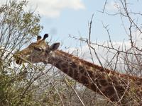 Giraffe &ndash; &copy; Elisabeth Fox-Maerki (Eberhardt TRAVEL)