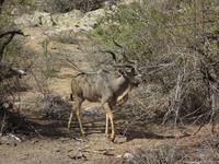 posierliches Kudu &ndash; &copy; Elisabeth Fox-Maerki (Eberhardt TRAVEL)