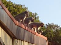 Hast Du diese lustige Gruppe gesehen ?  &ndash; &copy; Elisabeth Fox-Maerki (Eberhardt TRAVEL)