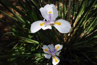 Botanischer Garten Kirstenbosch &ndash; &copy; Annett Müller (Eberhardt TRAVEL)
