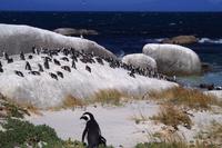 Boulders Beach - Pinguine &ndash; &copy; Annett Müller (Eberhardt TRAVEL)