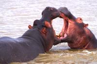 Regentag = Freudentag für die Hippos &ndash; &copy; Annett Müller (Eberhardt TRAVEL)
