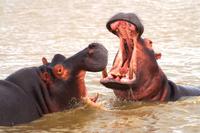 happy Hippos &ndash; &copy; Annett Müller (Eberhardt TRAVEL)