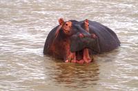 happy Hippo &ndash; &copy; Annett Müller (Eberhardt TRAVEL)