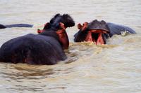 happy Hippos &ndash; &copy; Annett Müller (Eberhardt TRAVEL)